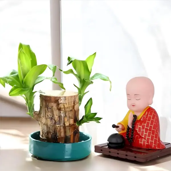 Brazilian Lucky Wood Plant – Original from Brazil, Brings Fortune and Positivity