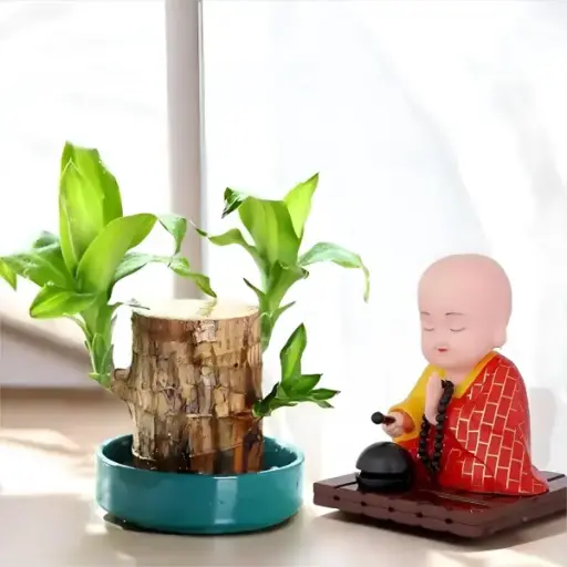 Brazilian Lucky Wood Plant – Original from Brazil, Brings Fortune and Positivity